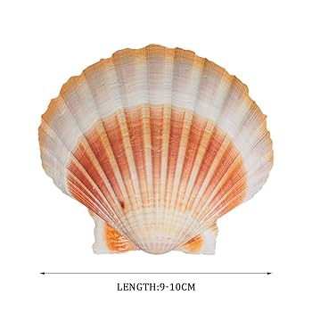 Amazon.co.jp: 大きな貝殻、砂浜の貝殻、 イエロー ホタテ貝殻 3